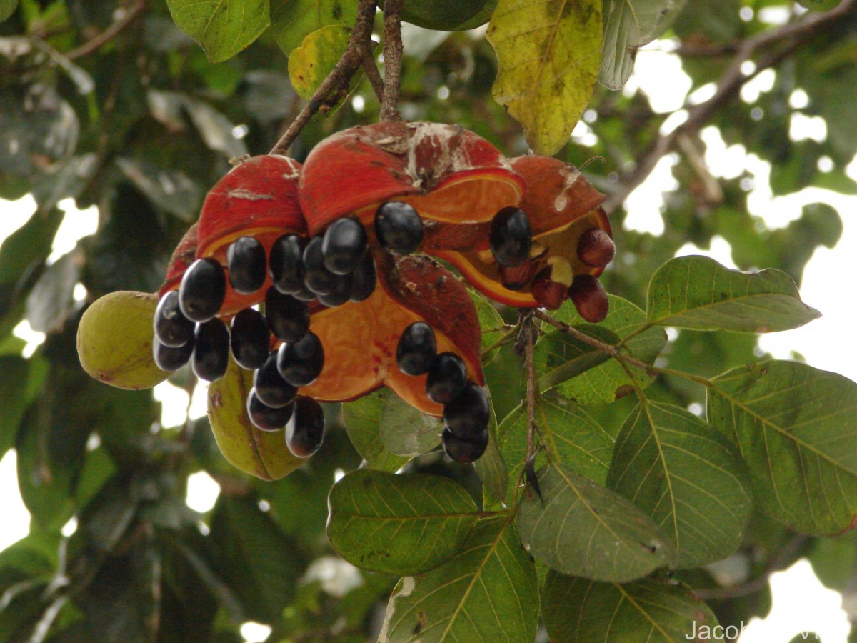 Sterculia balanghas L.